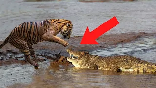 REAL FIGHT!!!! TIGER ENCOUNTER CROCODILE | RANTHAMBHORE NATIONAL PARK | TIGER LAND