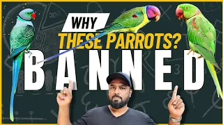 Banned Parrots in India | Reasons & Our Responsibilities as Bird Hobbyist #ShaikhTanveer