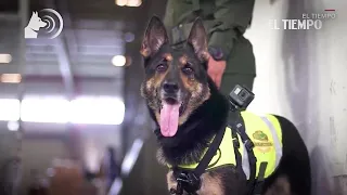 Mafia orders hit on Colombian drug-sniffing dog