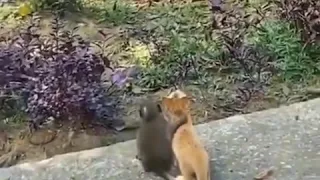 Котенок и обезьянка