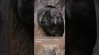 Boreal Owl | Small and Silent Hunter  🦉🦉