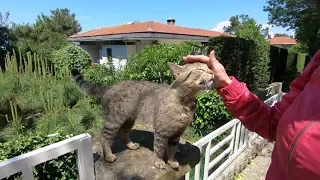 Tabby cat meowing so cute like a duck