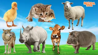 World's Cutest Animals: Duck, Cat, Chicken, Wolf, Rhino, Cow, Hippo.