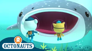 Octonauts -  The Whale Shark | Full Episode 10 | Cartoons for Kids | Underwater Sea Education