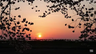 4K 栃木・夕映え桜_LUMIX GH6