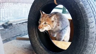 Внезапное нападение рыси на кота породы мейн-кун / A lynx is hunting a domestic cat