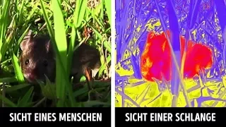 Wie Tiere die Welt sehen