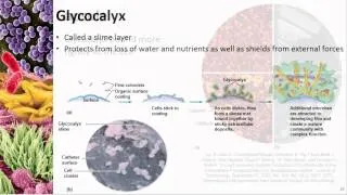 Chapter 03 Prokaryotic Structure - Cowan - Dr. Mark Jolley