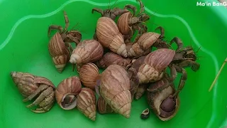 mencari dan menemukan kelomang, Umang-Umang besar, hermit crab, Umang besar dan kecil di pantai