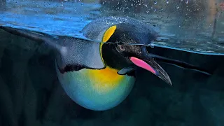 King Penguin Facts: the 2nd LARGEST PENGUIN 🐧 Animal Fact Files