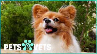 Should You Get A Papillon Puppy? | Pets In Paradise