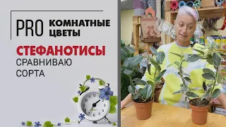 Стефанотис и Стефанотис Альпина. Сравниваем два сорта