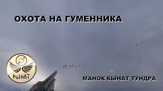 Охота на гусей - Манок на гуменника Кынат "Тундра"