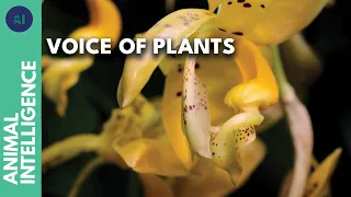 How do plants communicate? | AI