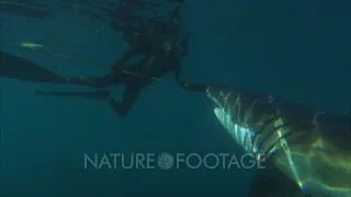 Great white shark and diver face to face without a cage