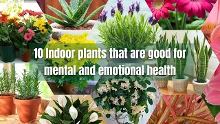 10 Indoor plants that are good for mental and emotional health | Houseplants that make you happy