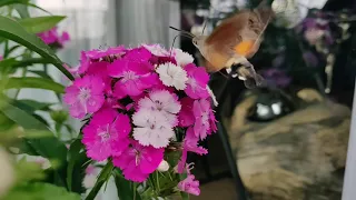 Ein Kolibri in Deutschland? Seltsames Insekt namens Taubenschwänzchen!