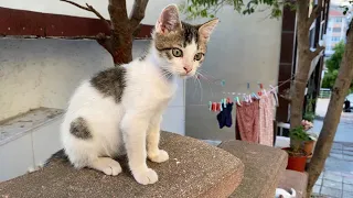 Incredibly beautiful Kitten living on the street. This Kitten loves to play 😍