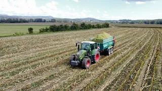 CORN SILAGE ON FARM MILAVEC | 2023 | Fendt + Steyr + Farmtech + New Holland + Claas