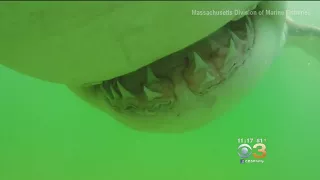 11-Foot Shark Takes A Chomp On Scientist's GoPro