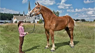 10 ANIMALES GIGANTES Captados En CÁMARA