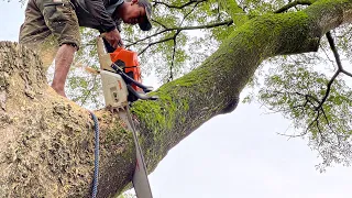 Until late at night... Cut down 2 trembesi trees.