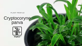 Cryptocoryne parva