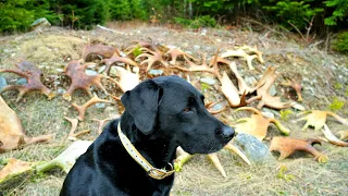 Maine Moose Shed Hunting with a Dog