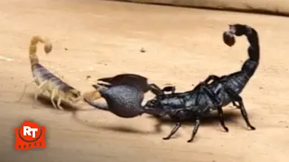 Jarhead (2005) - The Scorpion Fight Scene | Movieclips