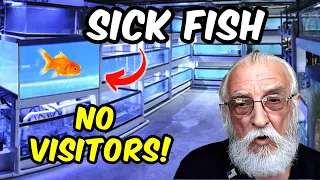 Sick Fish Kill Healthy Fish. Get Them Out!