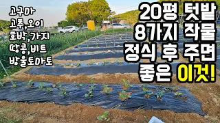 주말농장 텃밭 20평 8가지 작물 정식 후, 왜 뿌리발근제를 줘야 하는가!