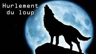 Le hurlement du loup