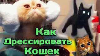 Как Дрессировать Кошек? Топ 5 Лёгких Команд