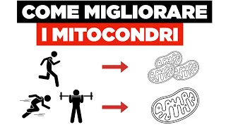 Mitocondri: funzioni e come migliorarli