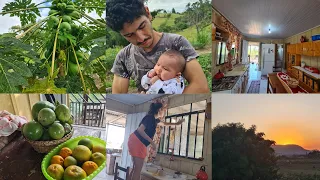 vlog rotina real de uma mãe e dona de casa/colheita do maracujá e muitos frutos/a roça está linda