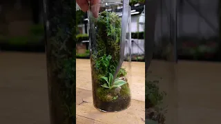 Bored? Make your own rainforest in a jar!