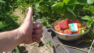 Полуниця на високій грядці. Рання полуниця 🍓