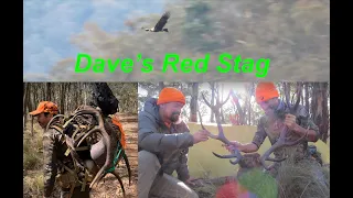 Dave's Stag - A Public Land Hunting Journey