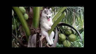 DOGS & CATS will make you LAUGH YOUR HEAD OFF - Funny CAT compilation Video - PART 1