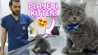 Naughty Playful Kitten! 😍 ( He Bit My Finger! )