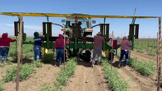 Growing Cherry Tomatoes at Durst Organic Growers