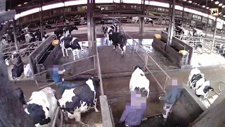 Getreten und Geschlagen – Alltag in der Milchindustrie