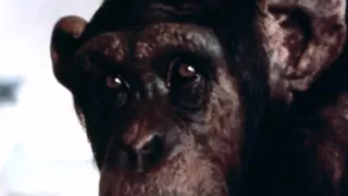 Lucy The Chimp's Tragic Life