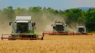 Búza aratás/Wheat harvest 2020 4xClaas Lexion,Mega,Fendt