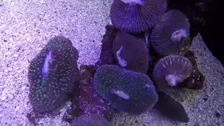 Mushroom Coral Feeding Time Lapse at Maui Ocean Center