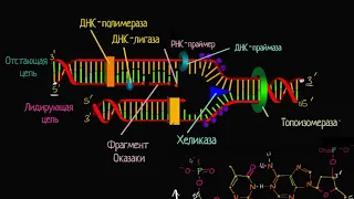 Лидирующая и отстающая цепи при репликации ДНК (видео 8) | ДНК. Молекулярная генетика | Биология