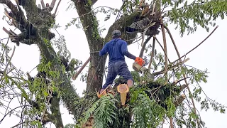 Don't slip... Very risky !! Cut the tree when it rains.