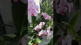 Орхидеи на солнце это кайф ☀️🌿🌈#orchids #phalaenopsis #орхидеи #фаленопсис