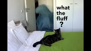 Реакция кота на магическое исчезновение хозяйки; Cat's reaction to what the fluff challenge