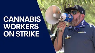 Arizona marijuana dispensary workers go on strike